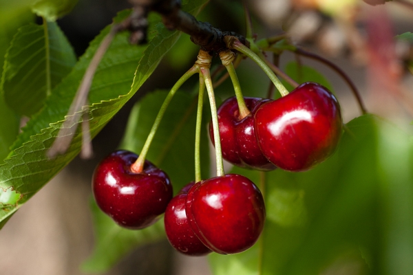 planter tailler soigner cerisier