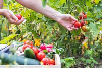 livre potager