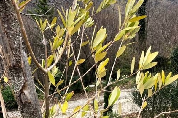olivier maladie feuilles jaunes