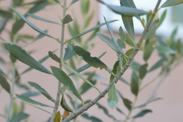 olivier maladie feuilles mangées