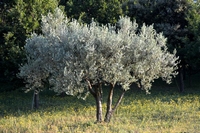 planter tailler soigner olivier