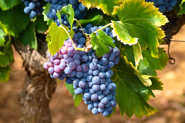 planter tailler soigner vigne