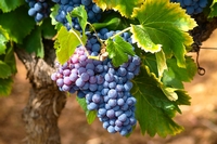 planter tailler soigner vigne